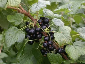 Ribes nigr. 'Titania' - 2 Ltr, single cane - image 5