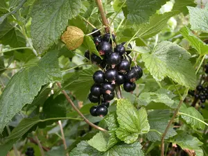 Ribes nigr. 'Titania' - 10 Ltr pot - image 3