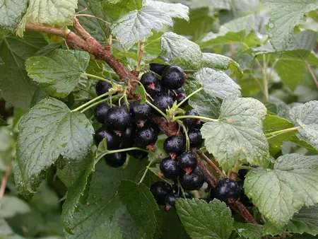 Ribes nigr. 'Titania' - 40-50 CM C3 - image 3