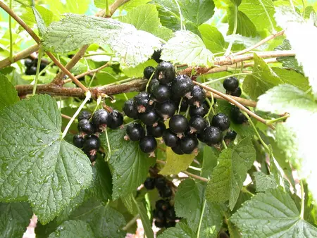 Ribes nigr. 'Titania' - 40-50 CM C3 - image 4