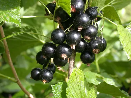 Ribes nigr. 'Titania' - 40-50 CM C3 - image 5