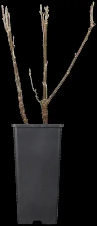 Ribes nigr. 'Titania' - 2 Ltr, single cane - image 2