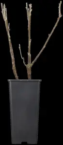 Ribes nigr. 'Titania' - 2 Ltr, single cane - image 2