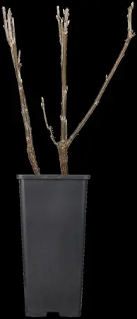 Ribes nigr. 'Titania' - 3 Ltr pot - image 2