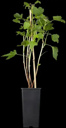 Ribes nigr. 'Titania' - 2 Ltr, single cane - image 1