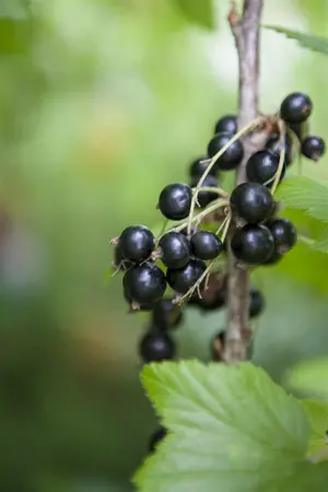 Ribes nigrum - 40-60 CM C2 - image 2