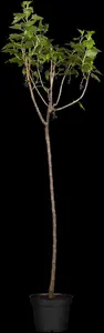 Ribes nigrum - 80-100 CM C2 - image 3