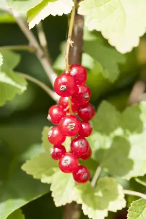 Ribes r. 'Jonkheer van Tets' - 2 Ltr pot - image 5