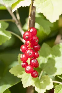Ribes r. 'Jonkheer van Tets' - 2 Ltr pot - image 5