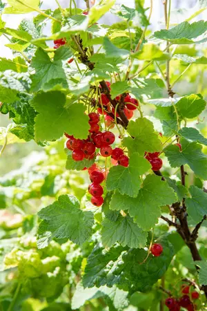 Ribes r. 'Jonkheer van Tets' - P9 + cane - image 2