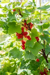 Ribes r. 'Jonkheer van Tets' - P9 + cane - image 2