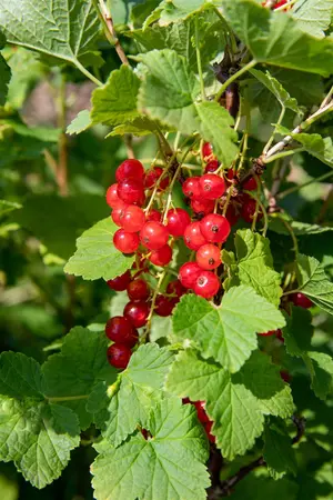 Ribes r. 'Jonkheer van Tets' - P9 + cane - image 3