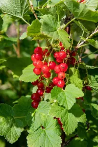 Ribes r. 'Jonkheer van Tets' - P9 + cane - image 3
