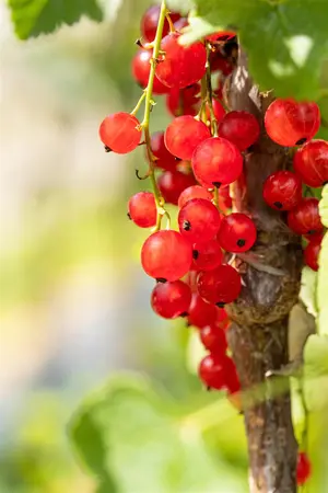 Ribes r. 'Jonkheer van Tets' - P9 + cane - image 4