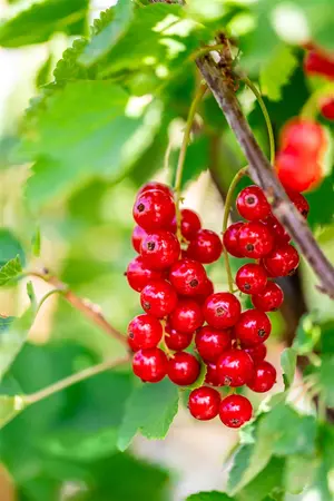 Ribes r. 'Jonkheer van Tets' - 125-150 CM C20 - image 5