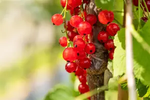 Ribes r. 'Jonkheer van Tets' - P9 + cane - image 5
