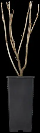 Ribes r. 'Jonkheer van Tets' - 2 Ltr pot - image 4