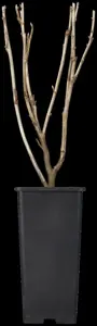 Ribes r. 'Jonkheer van Tets' - 2 Ltr, 3 canes - image 4