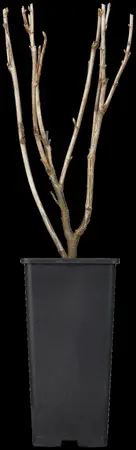 Ribes r. 'Jonkheer van Tets' - 10 Ltr pot - image 4