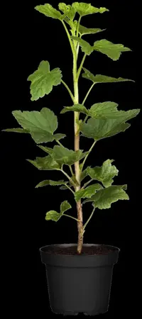 Ribes r. 'Jonkheer van Tets' - 60-80 CM C2 - image 3