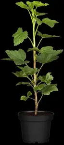 Ribes r. 'Jonkheer van Tets' - 50-60 CM C4 - image 3