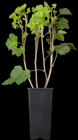 Ribes r. 'Jonkheer van Tets' - 10 Ltr pot - image 2