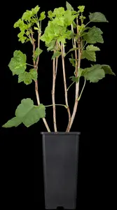 Ribes r. 'Jonkheer van Tets' - 10 Ltr pot - image 2