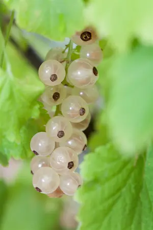 Ribes r. 'Pink Champagne' - 40-60 CM C3 - image 1