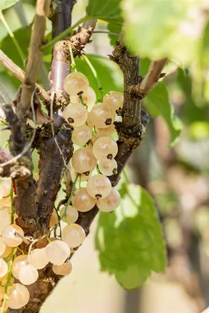 Ribes r. 'Pink Champagne' - 40-60 CM C3 - image 3