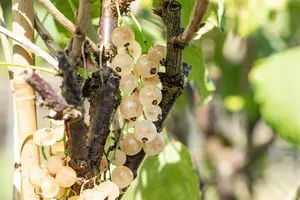 Ribes r. 'Pink Champagne' - 40-60 CM C3 - image 4