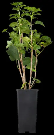 Ribes r. 'Pink Champagne' - 40-60 CM C3 - image 2