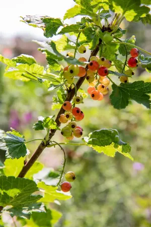 Ribes r. 'Rolan' - 50-60 CM C3 - image 3