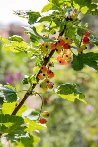 Ribes r. 'Rolan' - 50-60 CM C3 - image 3