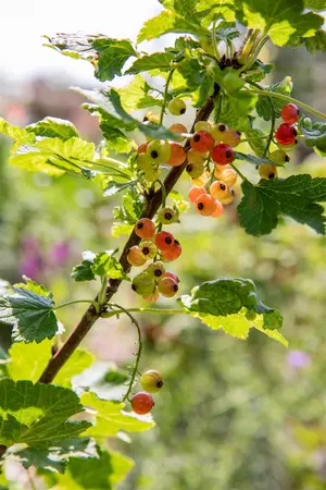 Ribes r. 'Rolan' - 3 Ltr pot - image 3