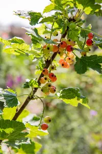 Ribes r. 'Rolan' - 3 Ltr pot - image 3