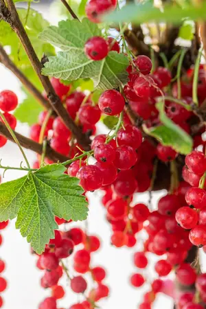 Ribes r. 'Rolan' - 3 Ltr pot - image 4