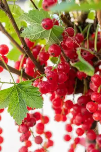 Ribes r. 'Rolan' - 40-50 CM C3 - image 2