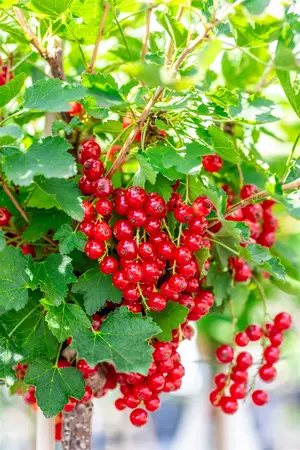 Ribes r. 'Rolan' - 40-50 CM C3 - image 5