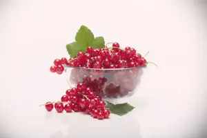 Ribes r. 'Rolan'