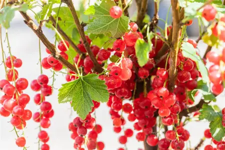 Ribes r. 'Rolan' - 50-60 CM C3 - image 5