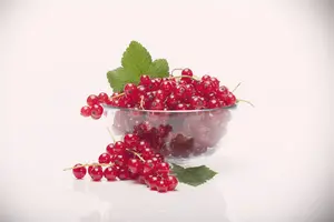 Ribes r. 'Rolan'