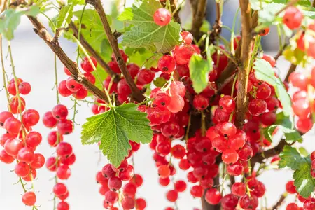 Ribes r. 'Rolan' - 40-50 CM C3 - image 3