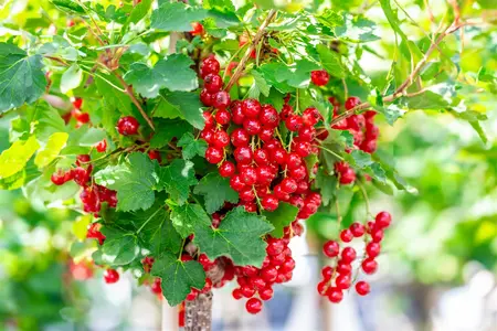 Ribes r. 'Rolan' - 40-50 CM C3 - image 4