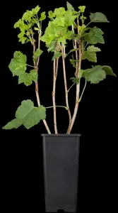 Ribes r. 'Rolan' - 50-60 CM C3 - image 2
