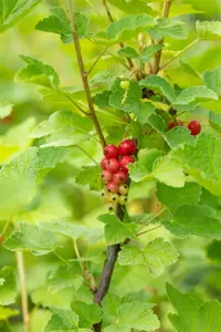 Ribes r. 'Rovada' - C2, single cane (60 cm) - image 4