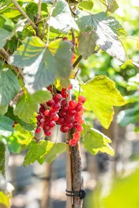 Ribes r. 'Rovada' - BUSH 3-5 BR. - image 5