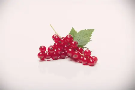 Ribes r. 'Rovada' - C2, single cane (60 cm) - image 1