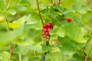Ribes r. 'Rovada' - C2, single cane (60 cm) - image 3