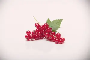 Ribes r. 'Rovada' - 40-50 CM C3.5 - image 1