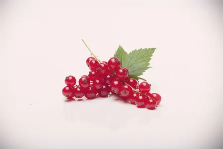 Ribes r. 'Rovada' - 3 Ltr pot - image 1